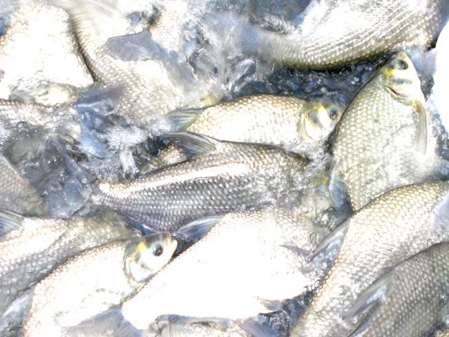 陽澄湖農(nóng)家樂