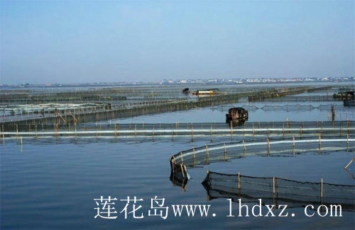 陽澄湖圍網(wǎng)區(qū)62