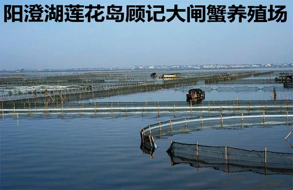 陽(yáng)澄湖大閘蟹養(yǎng)殖場(chǎng)