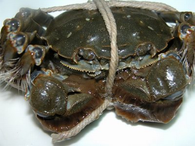 陽澄湖大閘蟹