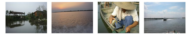 陽(yáng)澄湖蓮花島